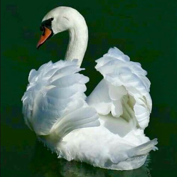 swanspirit